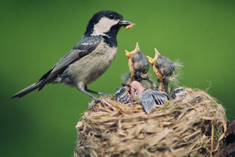 Die Fellbüschel werden von Vögeln gern zum Nestbau verwendet, weshalb Medikamentenrückstände aus dem Fell von Vogelbabys über die Haut aufgenommen werden können.