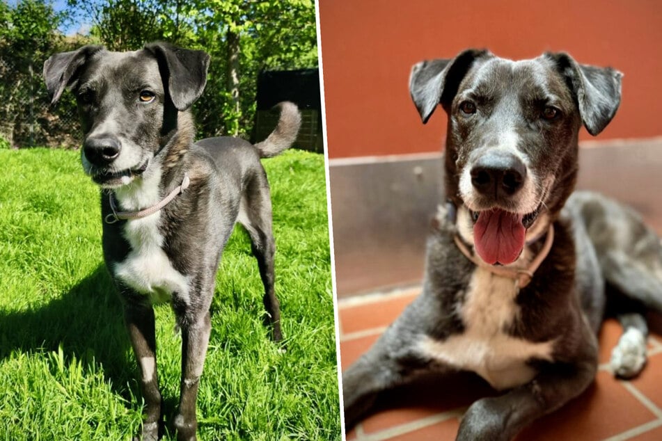 Freundlicher Familienhund sucht Zuhause: Wer schenkt Günni einen schönen Lebensabend?