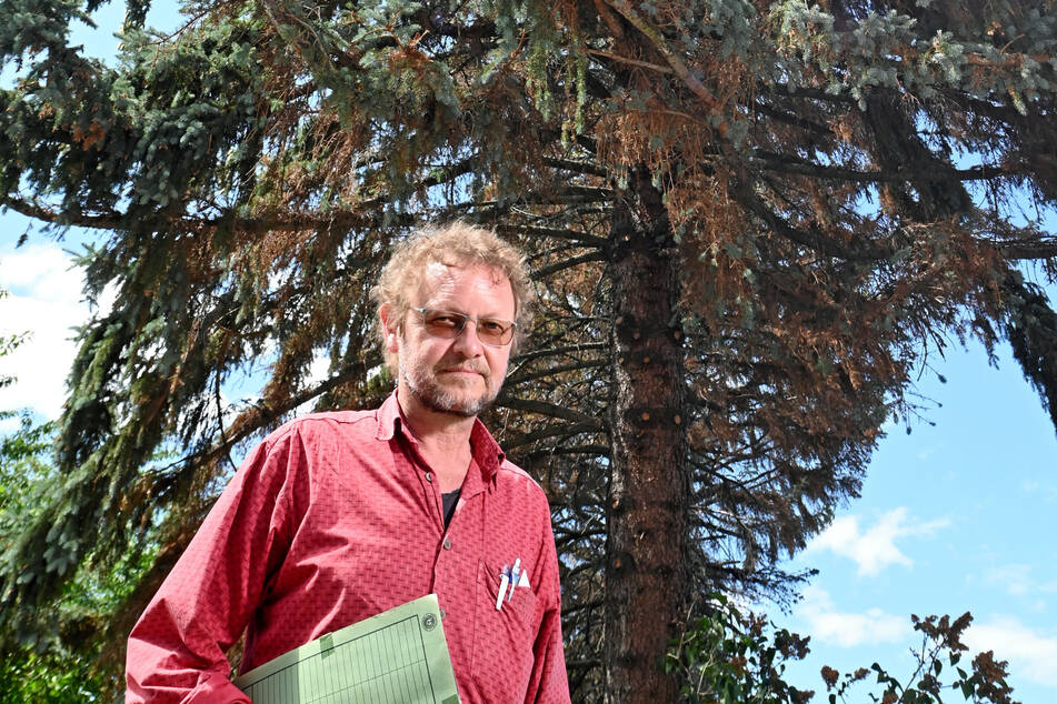 Experte Thomas Werner-Neubauer (58) vom Umweltamt an einer befallenen Fichte in Briesnitz.