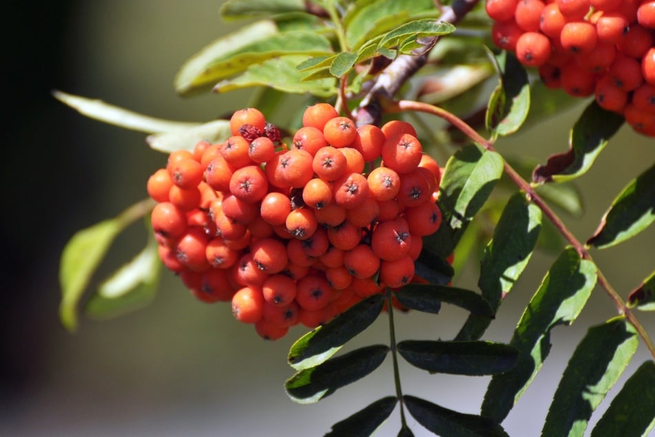 Die Sorge ist unbegründet: Vogelbeeren sind nicht giftig.