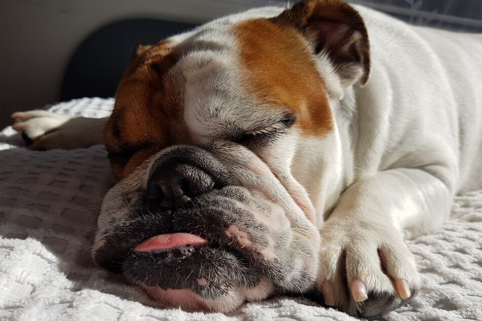Are bulldogs so ugly that they're kind of cute?