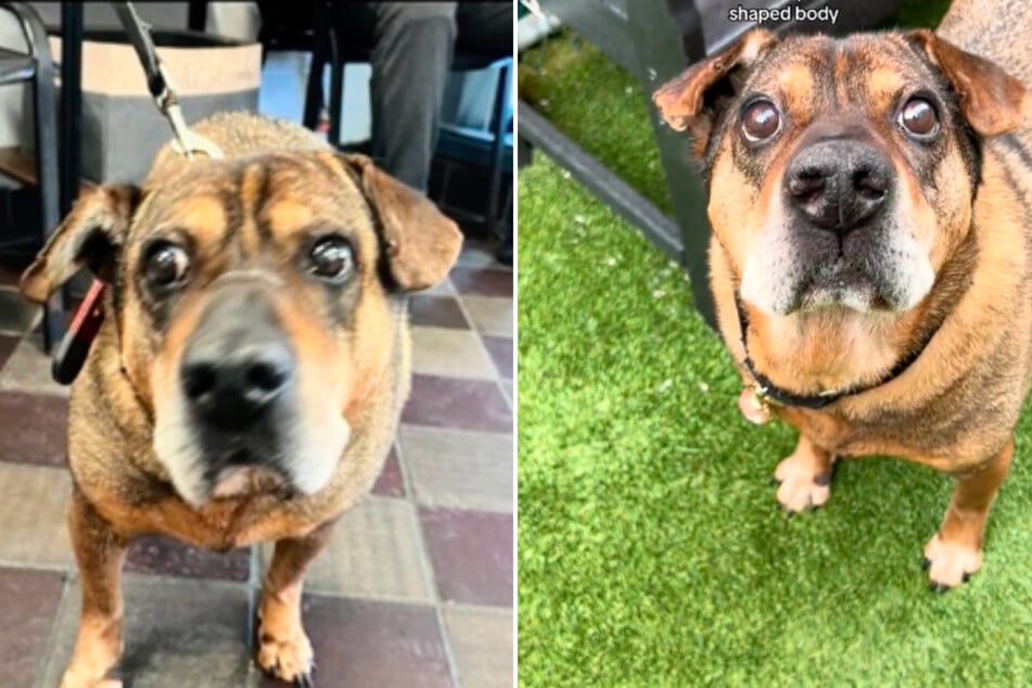 Senior dog steals hearts with his "peculiar" looks