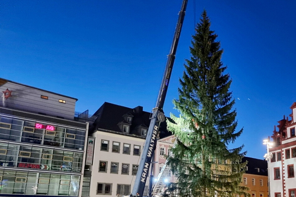Chemnitzer Weihnachtsbaum steht: Hunderte Zuschauer feiern die neue Fichte