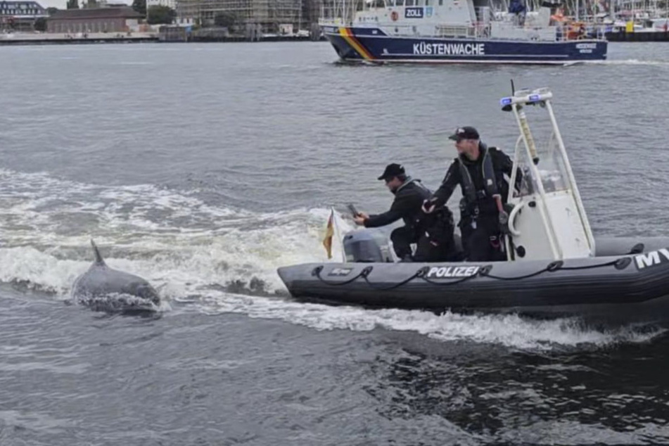 Der Delfin begleitete die Wasserschutzpolizei während der Hanse Sail in Rostock.