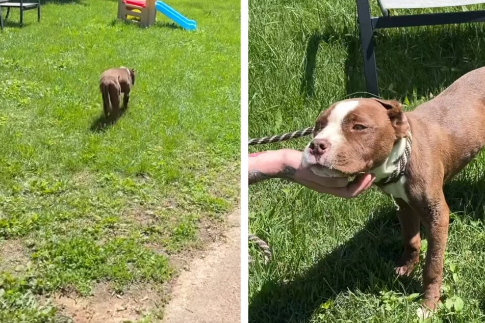 Hündchen Ricky befand sich in einem verwahrlosten Zustand und schwebte in Lebensgefahr.