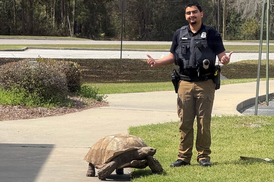 Die abenteuerlustige Schildkröte wurde nach ihrem Ausbruch von der Polizei wieder sicher eingefangen.