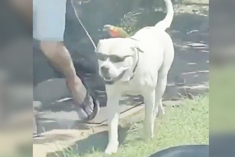 Ein Hund trägt eine Sonnenbrille und einen Papagei, als wäre es das normalste der Welt.