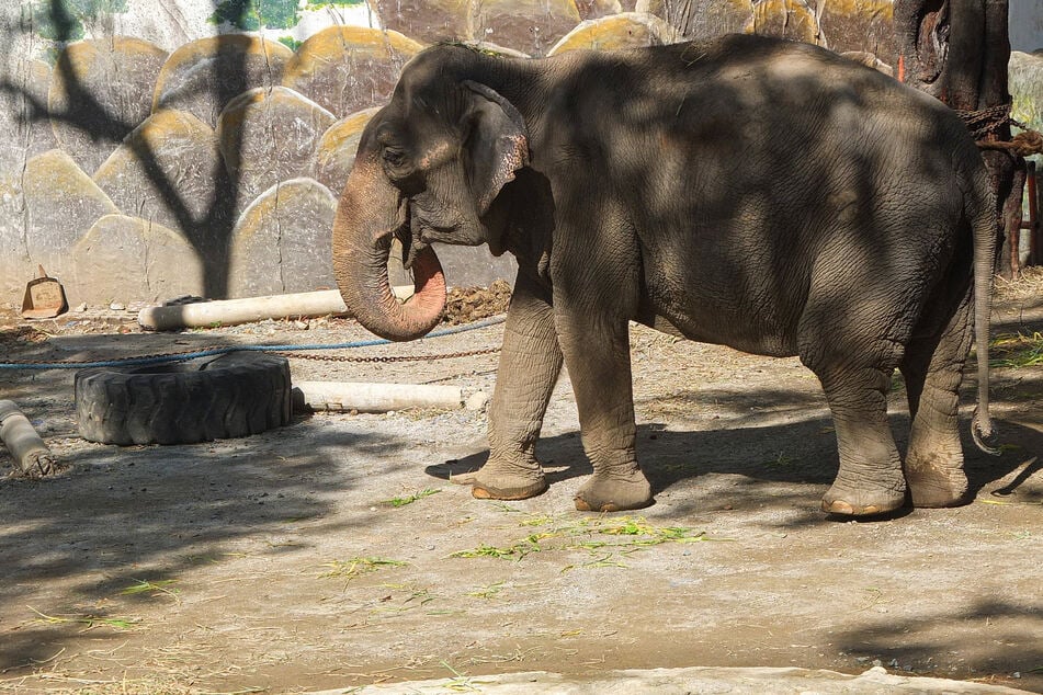 Mali the elephant died at the Manila Zoo after spending 46 years alone alone in her pen.