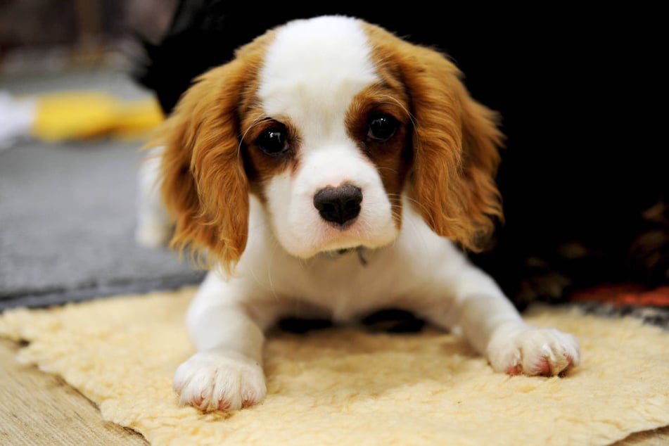 Die Bande soll insgesamt 116 Welpen gequält und verkauft haben, neun kranke Babyhunde konnten in der Berliner Wohnung noch sichergestellt werden. (Symbolfoto)