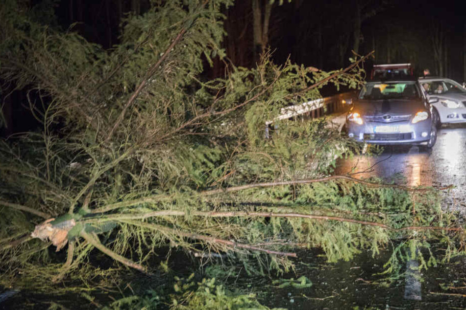 Viele Bäume stürzten durch den Sturm um, wie hier, zwischen Mildenau und Geyersdorf im Erzgebirge.