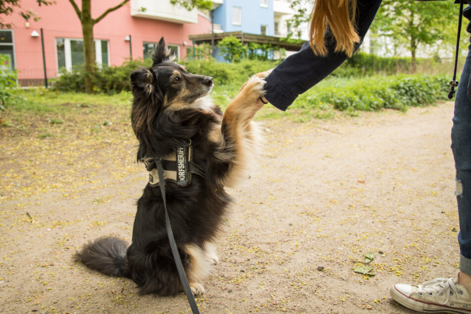 Berliner Hundebesitzer müssen ihre Vierbeiner in einem Berliner Hunderegister eintragen lassen.