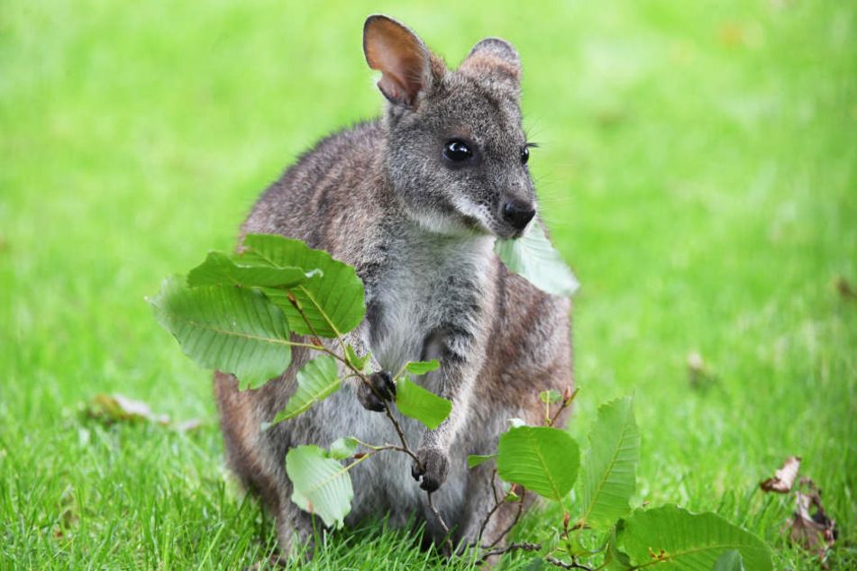 Rund ums Thema Australien geht's im Reisefilm im Pollux. (Symbolbild)