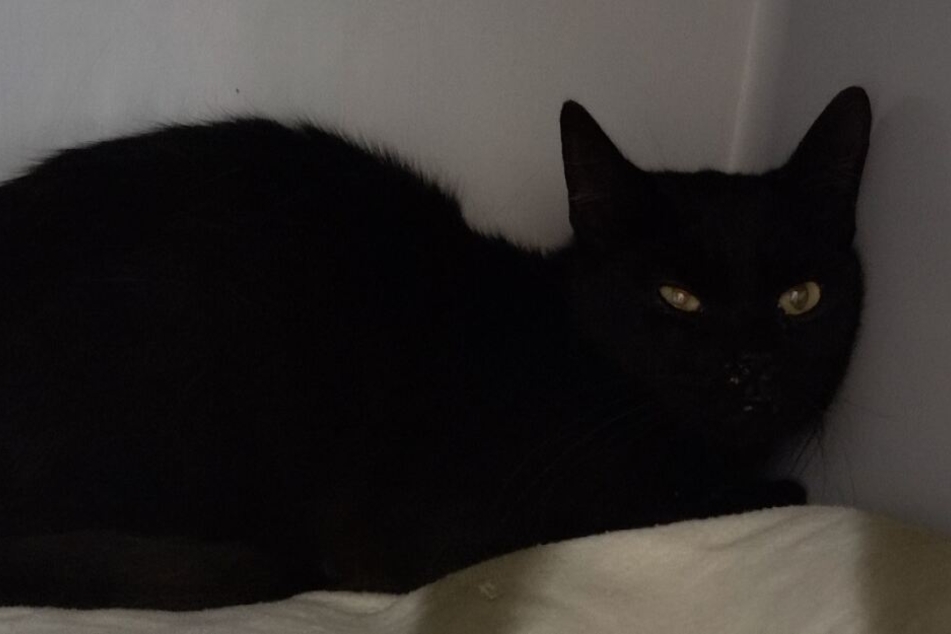 Die schwarze Unglückskatze wurde in ein Tierheim verbracht.