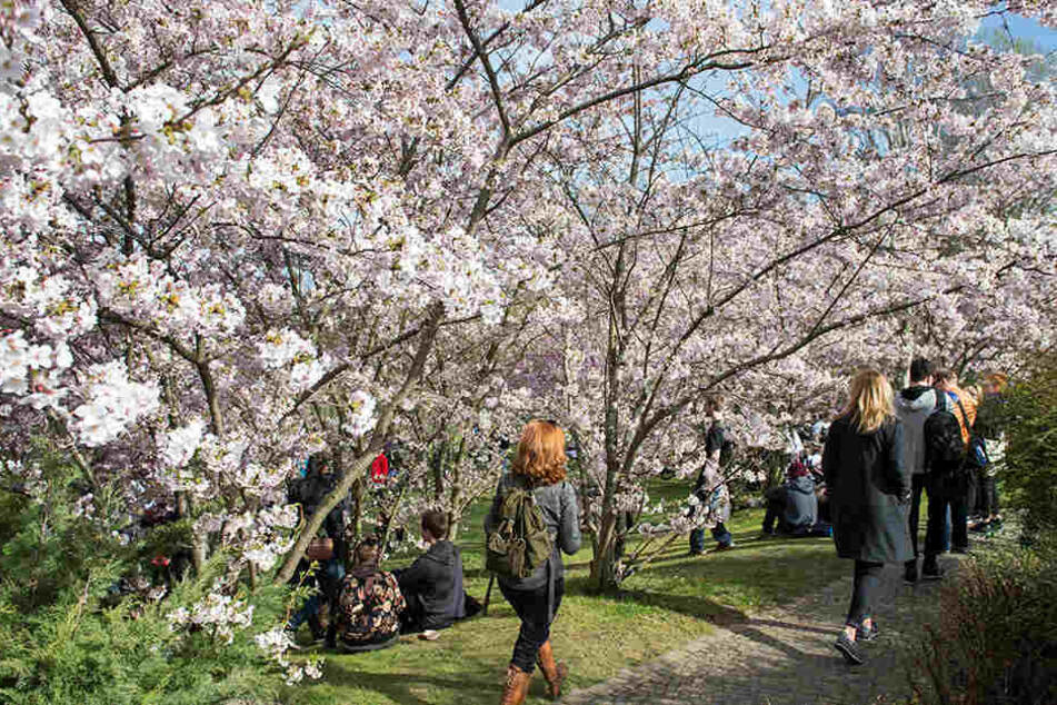 Ob die Gärten der Welt auch in diesem Jahr zum japanischen Kirschblütenfest erstrahlen werden?