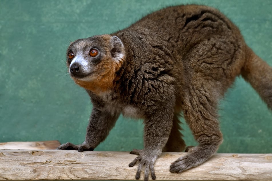 Die madagassischen Primaten-Männchen hatten vor ihrem Einzug ins Rheinland im Lumigny Safari Reserve in Frankreich gelebt.