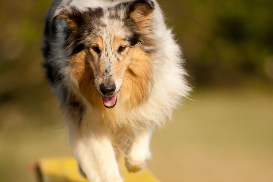 Der Collie stürzte in einen 5 Meter tiefen Schacht.