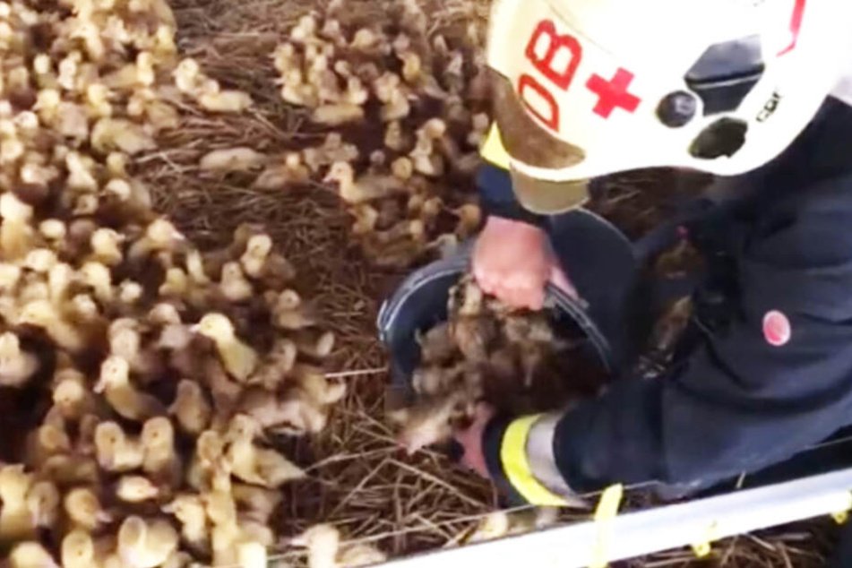Ein Feuerwehrmann lässt einen Eimer voller Küken in der "Notunterkunft" frei.