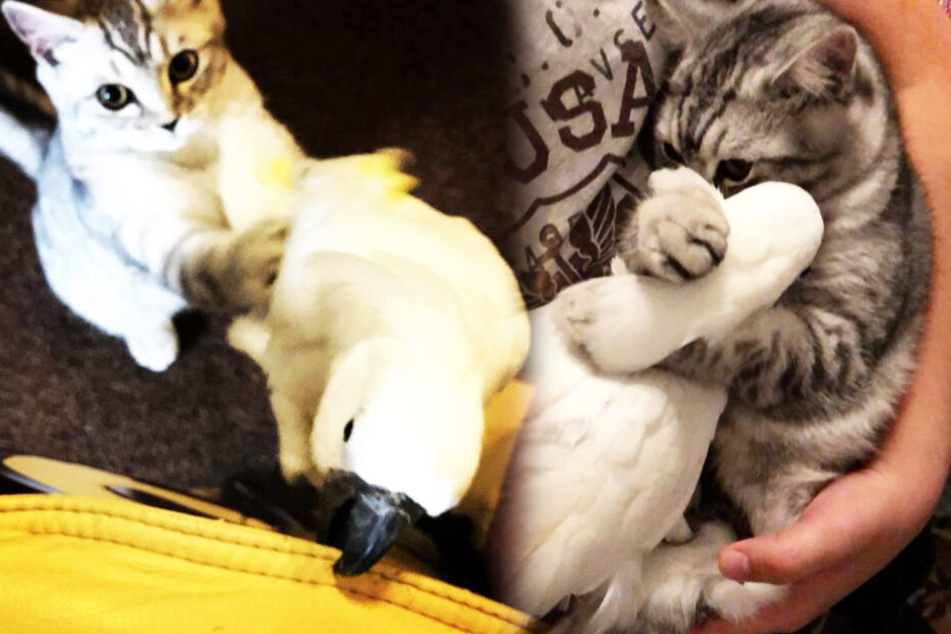 Simba und Zazoo helfen und kuscheln sich scheinbar sehr gern.