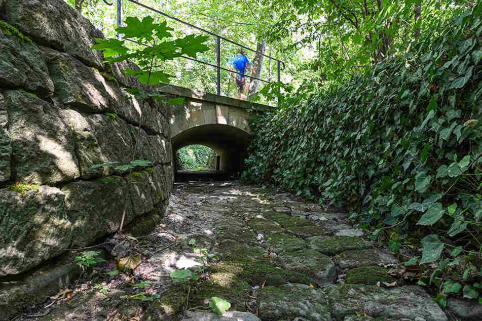Auch der Kaitzbach im Großen Garten ist ausgetrocknet. Im Mittelalter hat dieses Gewässer ganz Dresden versorgt.