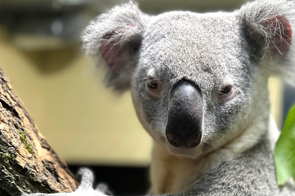 Sicher gelandet: Stuttgarter Wilhelma begrüßt vier zuckersüße Koalas