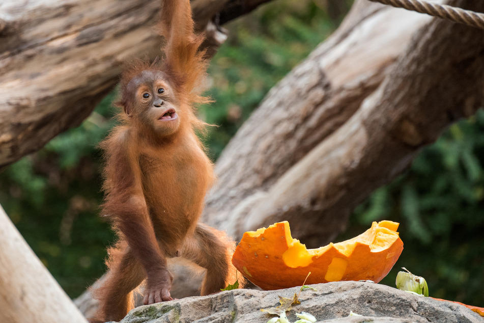 Das Orang-Utan-Affen-Jungtier Batu spielt in Hagenbecks Tierpark mit einem Kürbis.