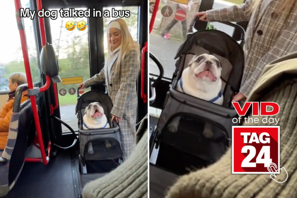 viral videos: Viral Video of the Day for December 13, 2023: Does this French bulldog actually speak French?