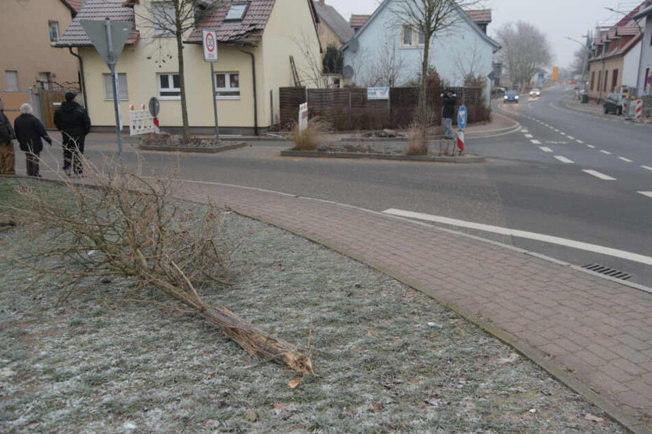 Auch ein Baum fiel dem Unfall zum Opfer.