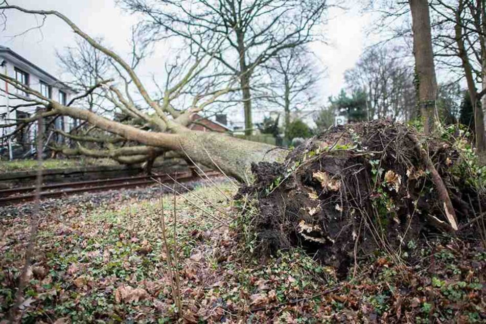 Ein umgestürzter Baum liegt auf den Gleisen einer Zugstrecke.