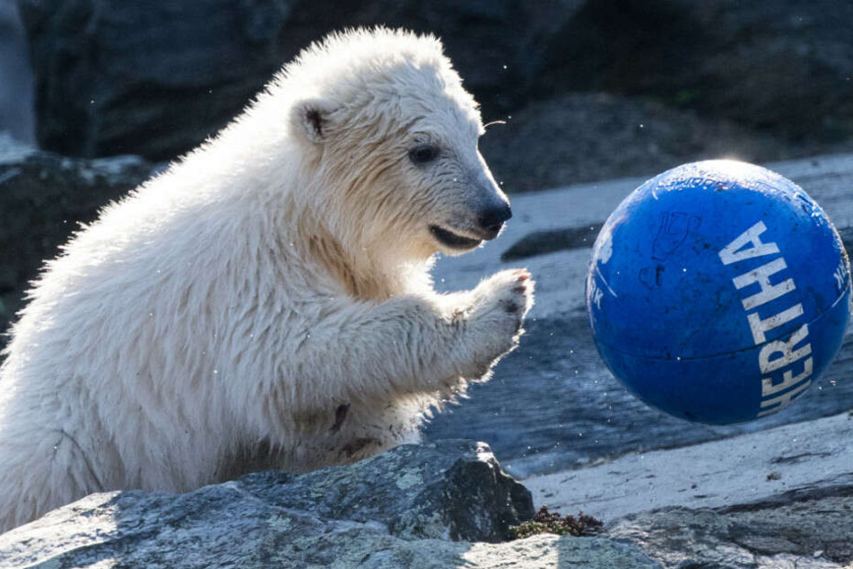 Pandamädchen Hertha hat Spaß mit dem Ball.