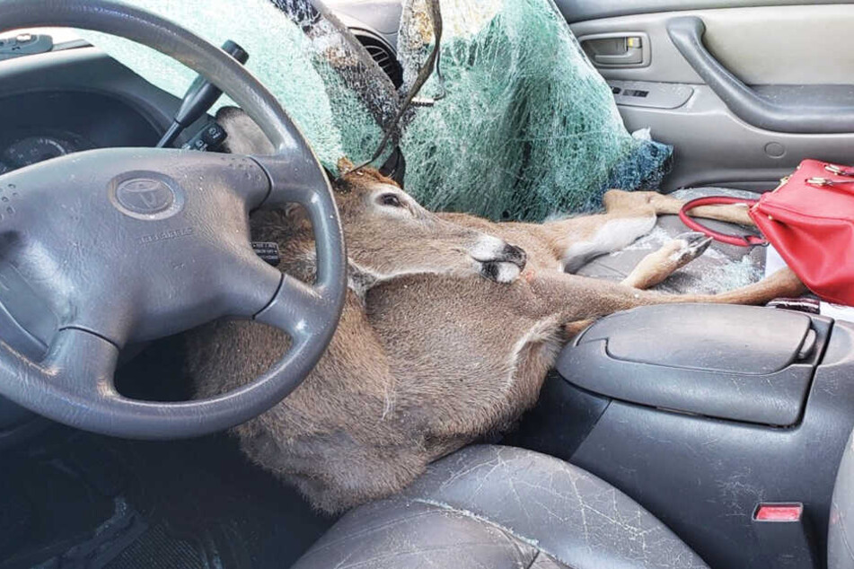 Der Hirsch lag dann einfach quer im Auto.