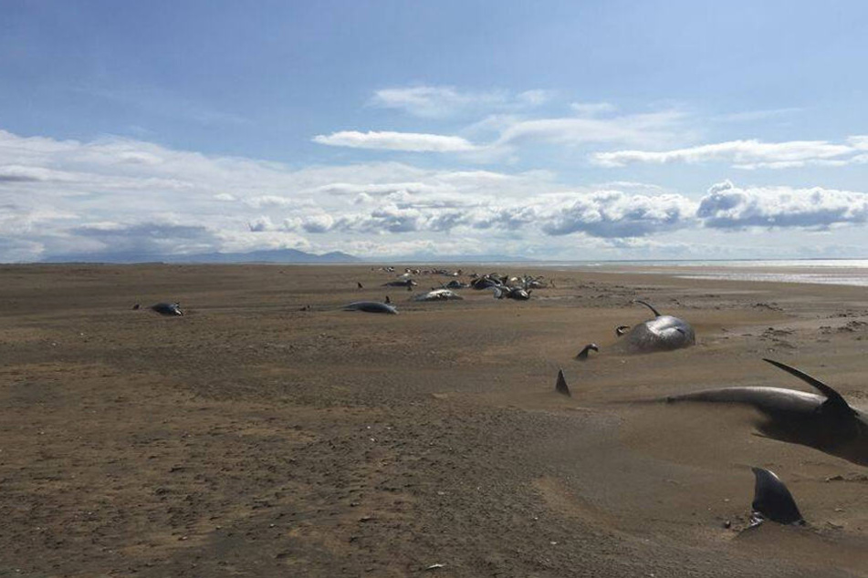 Rund 50 tote Wale wurden an diesem Strand entdeckt.