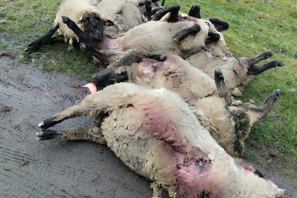 Ein Wolf hat mehrere Schafe auf einer Koppel in Mecklenburg-Vorpommern gerissen. (Archivbild)
