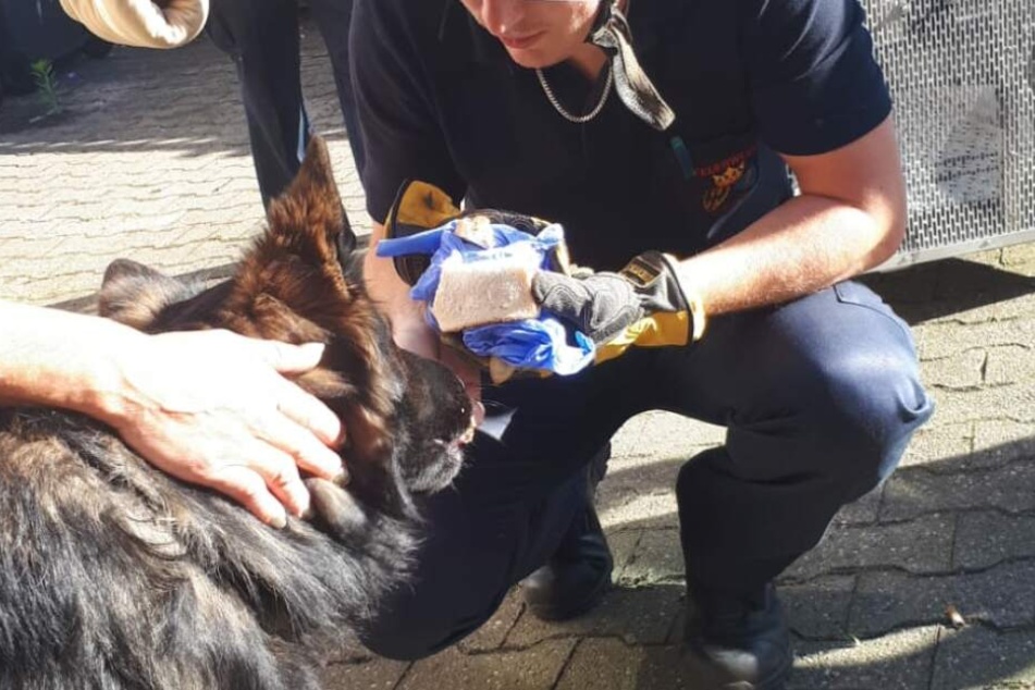 Für den tapferen Hund gab es im Anschluss noch mehr: Die Feuerwehr spendete ihm eine schmackhaftes Frikadellenbrot.