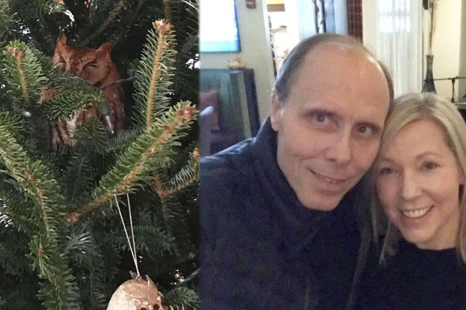 Familie völlig perplex: Eule lebt in ihrem Weihnachtsbaum