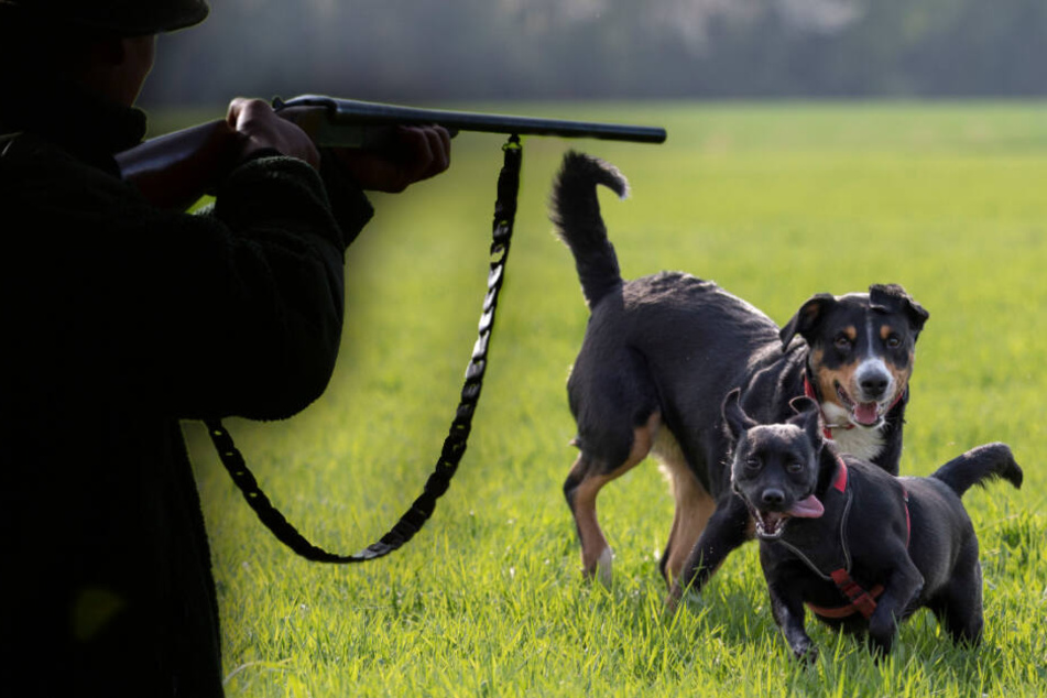 Jäger knallt Hunde vor den Augen ihrer Besitzerin ab: Urteil gefallen!