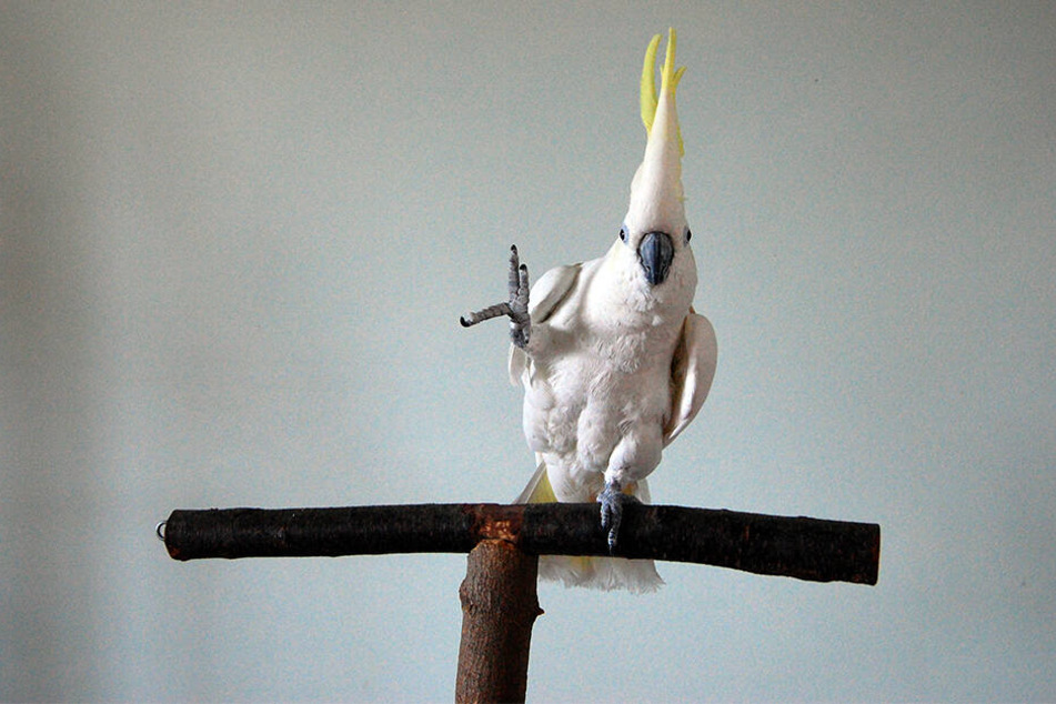Vögel sind laut den Experten die einzigen Tiere, die Bewegungen auf Musik abstimmen können.