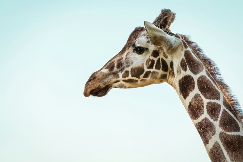 Giraffes are being added the endangered species list due to steep population decline.