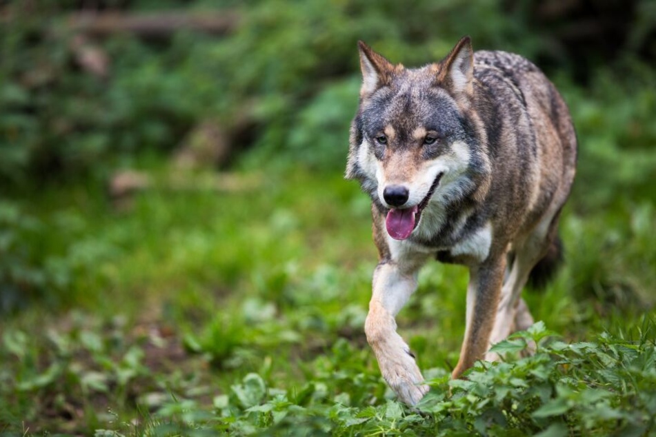 Ein Wolf soll mehrere Schafe in Neukirchen gerissen haben (Symbolbild).