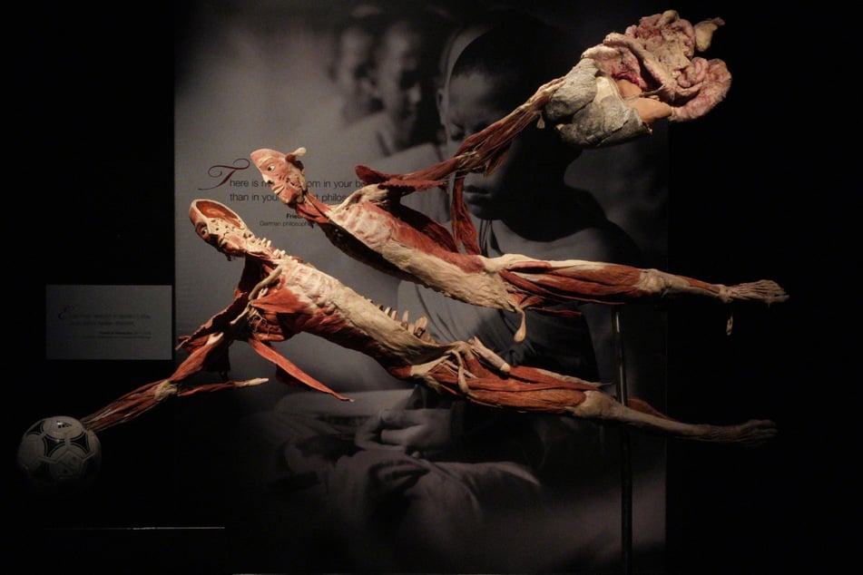 Die sogenannten Plastinate zeigen der Körper in Alltagssituationen: beim Fußballspielen, Tanzen, Turnen. Hier zieht der Fußballer seine Organe hinter sich her.