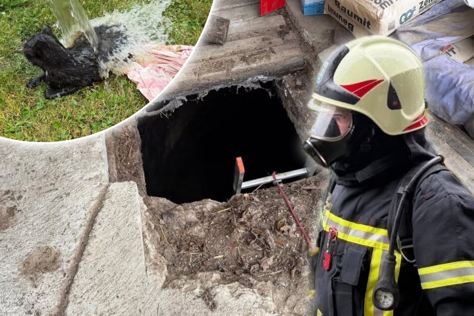 Katze stürzt in Senkgrube: Giftige Gase erschweren die Rettung