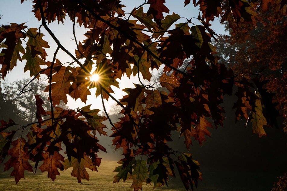 Der Herbst macht sich in NRW langsam bemerkbar. (Symbolbild)