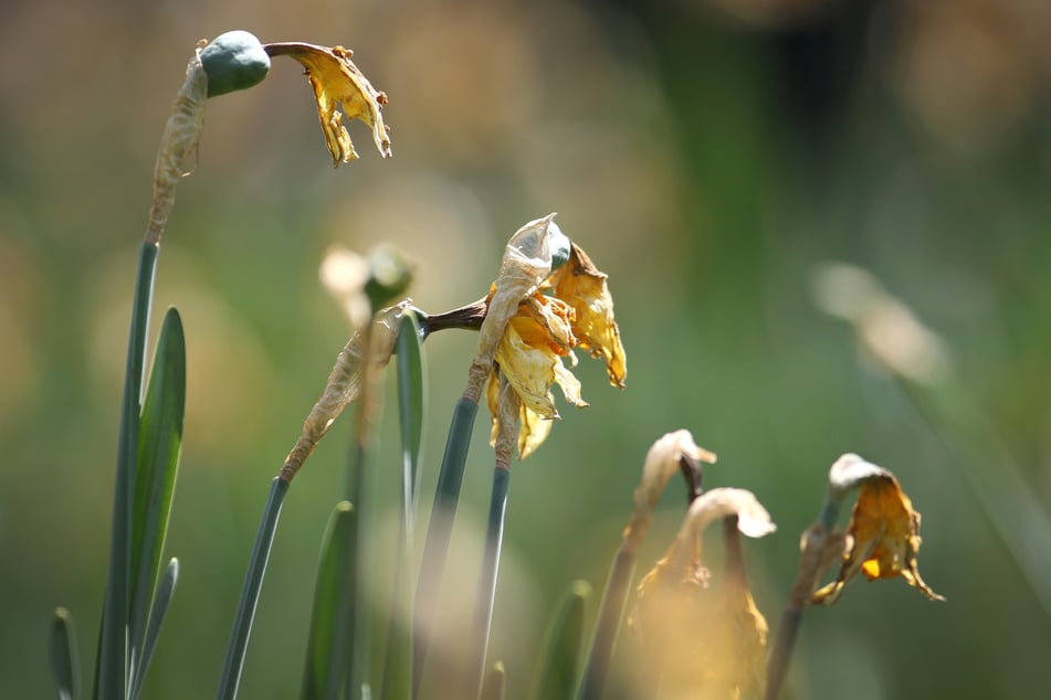 Blumenzwiebeln ausgraben oder nicht? Wenn überhaupt erst nach dem vollständigen Verwelken der Blätter.