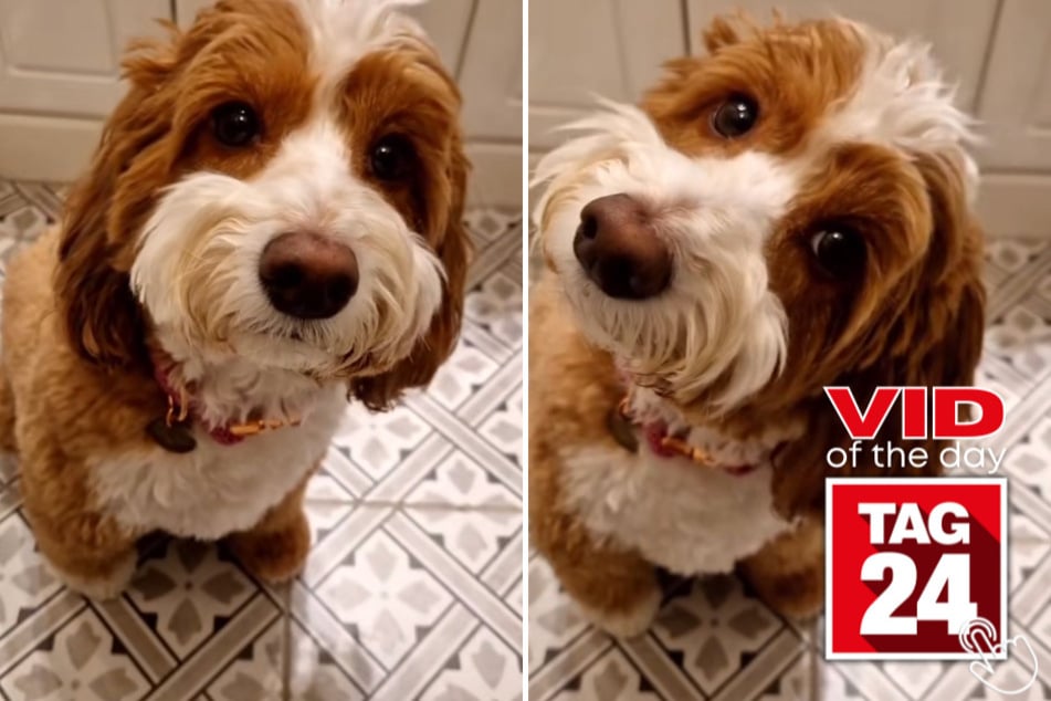 This cute cockapoo named Dottie learned a hard lesson in today's Viral Video of the Day.