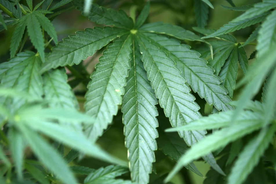 Cannabispflanzen am Fenster, im Wald und in Gewächshaus entdeckt