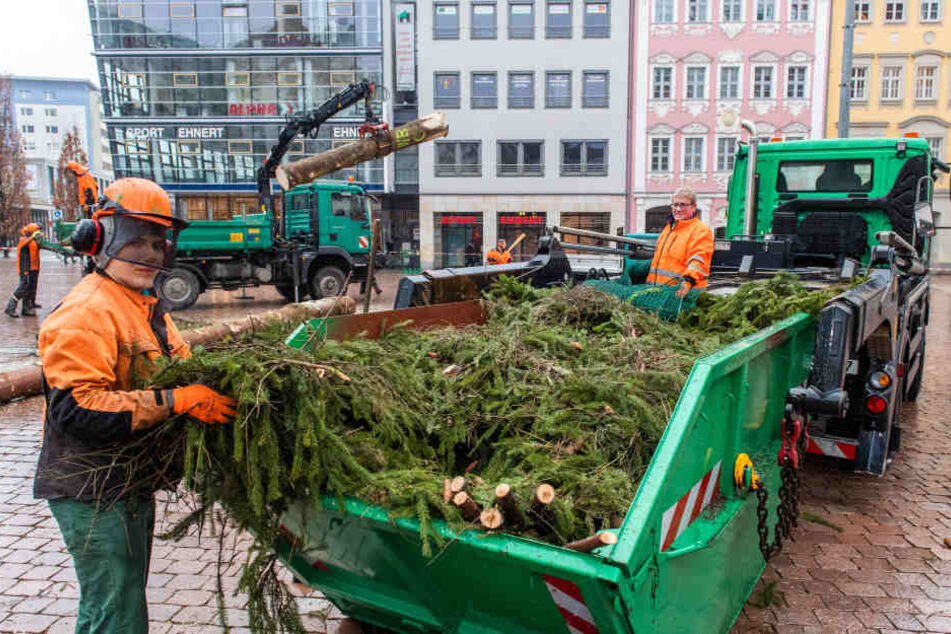 Die Chemnitzer Weihnachtsfichte kommt jetzt in den Tierpark. Einige Bewohner stehen auf stacheliges Grün und vertilgen die Nadeln.