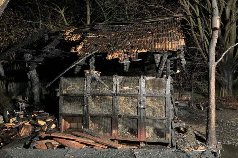 Vier der in der Holzhütte untergebrachten Hasen überlebten den Brand nicht.