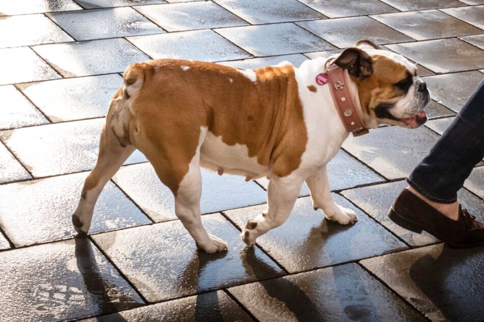 Eine aggressive Englische Bulldogge verletzte eine Frau (71) am Montag. (Symbolfoto)