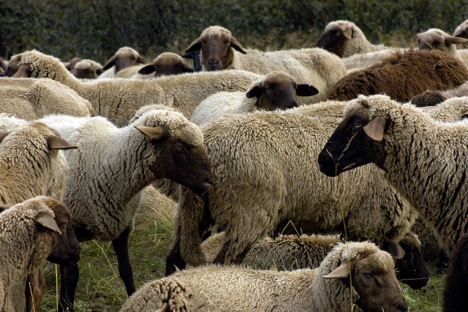 Skurriler Polizeieinsatz: 40 Schafe in Wohngebiet unterwegs