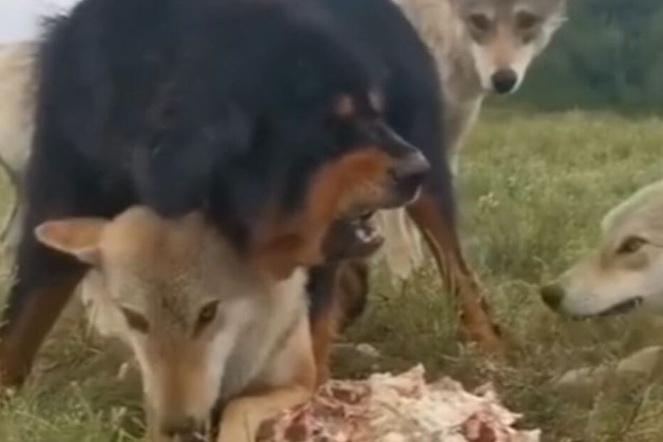 "Mein Freund frisst jetzt!" Wütend verteidigt die Tibetanische Dogge den alten Wolf beim Fressen.