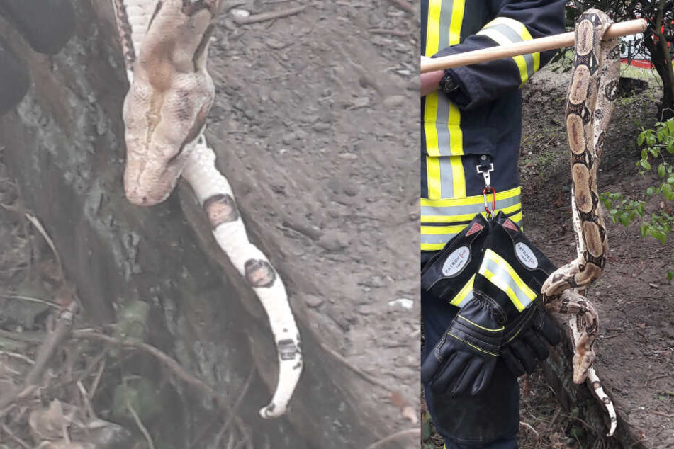Zunächst dachten die Feuerwehrleute, die Würgeschlange sei tot ...
